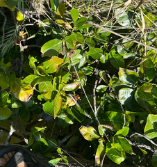 Gardenia imperialis, photograph (c) Robert Taylor, some rights reserved (CC BY)