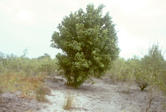 Xylocarpus granatum