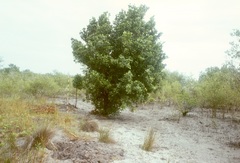Xylocarpus granatum
