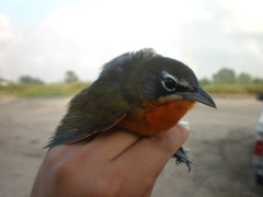 Icteria virens