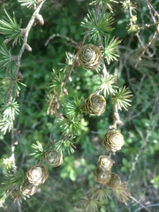 Larix kaempferi