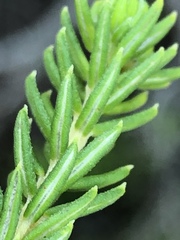 Phylica minutiflora