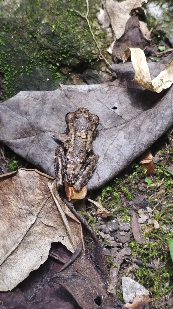 Osteocephalus vasquezi