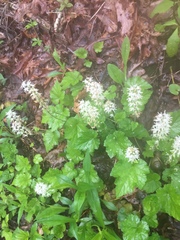 Tiarella austrina