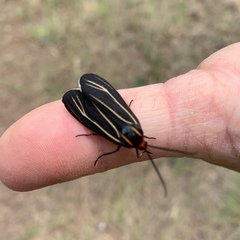 Ctenucha venosa