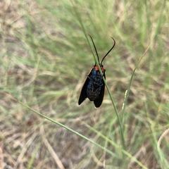 Ctenucha venosa