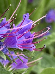 Echium vulgare