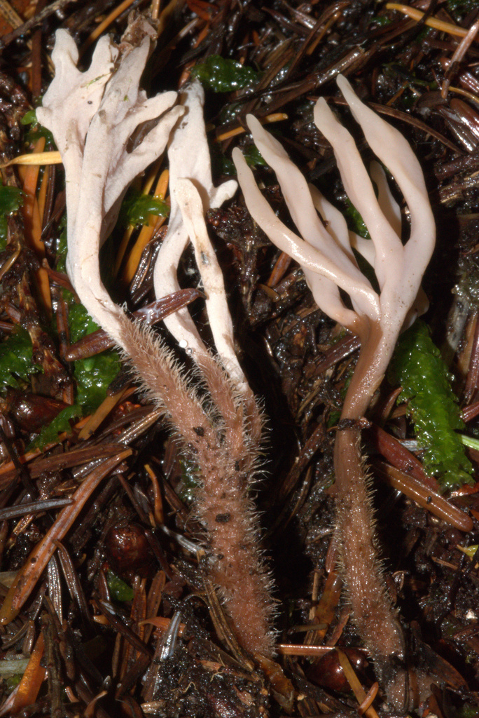 Clavulina castaneipes