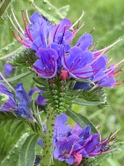 Echium vulgare