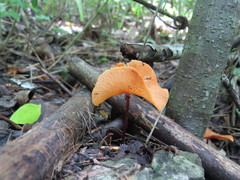 Marasmius cladophyllus
