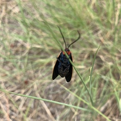 Ctenucha venosa