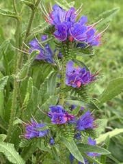 Echium vulgare