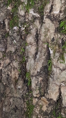 Tettigidea lateralis