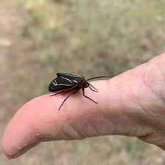 Ctenucha venosa