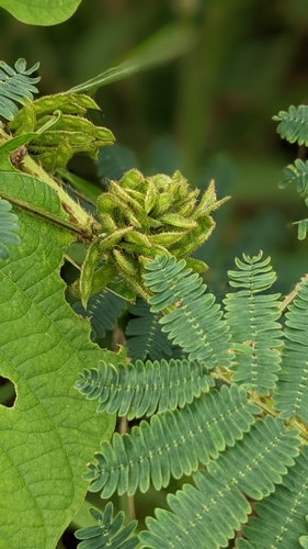 Image of Mimosa diplotricha by (c) 許文俊, some rights reserved (CC BY-SA)