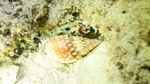 Nassarius observed 2024-11-21
