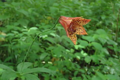 Lilium grayi