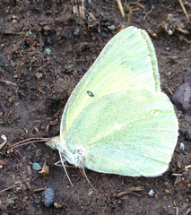 Colias alexandra