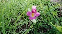 Proboscidea parviflora