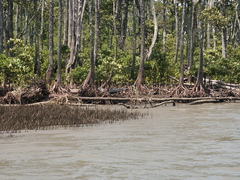 Bruguiera gymnorhiza
