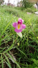 Proboscidea parviflora