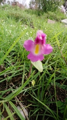 Proboscidea parviflora