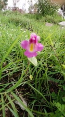 Proboscidea parviflora