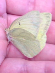 Colias alexandra