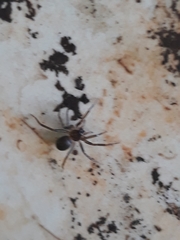 Corinnoidea