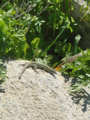 Ophisops elegans schlueteri