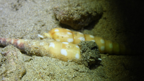 Terebra guttata observed 2024-11-21