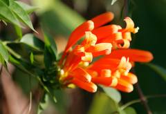 Pyrostegia