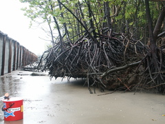 Rhizophora mucronata