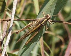 Austracris guttulosa