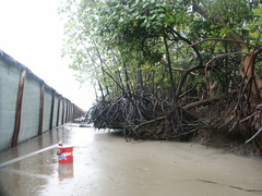 Rhizophora mucronata