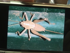 Thyreonotus