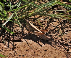 Austracris guttulosa