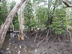 Rhizophora mucronata