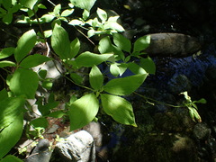Cornus sessilis