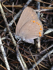 Satyrium titus
