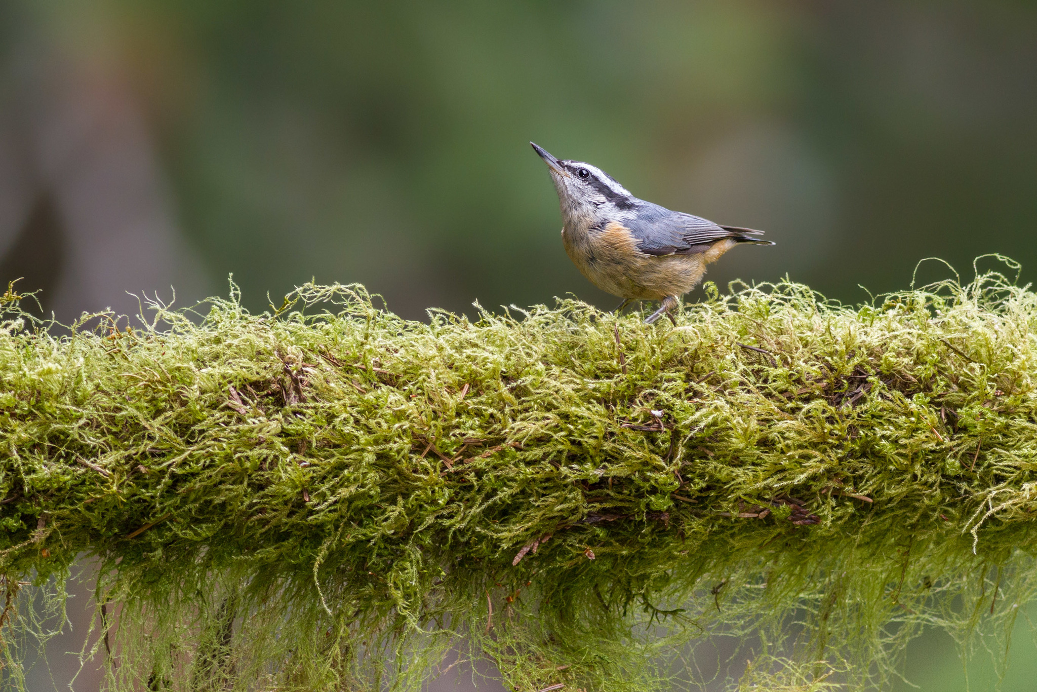 Red-breasted Nuthatch