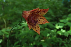 Lilium grayi