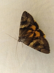 Catocala fulminea