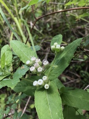 Pluchea foetida foetida