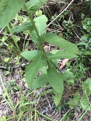 Pluchea foetida foetida