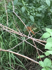 Libellula needhami