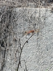 Libellula needhami