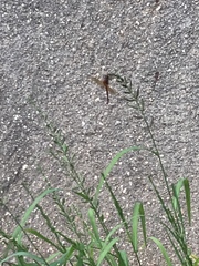 Libellula needhami