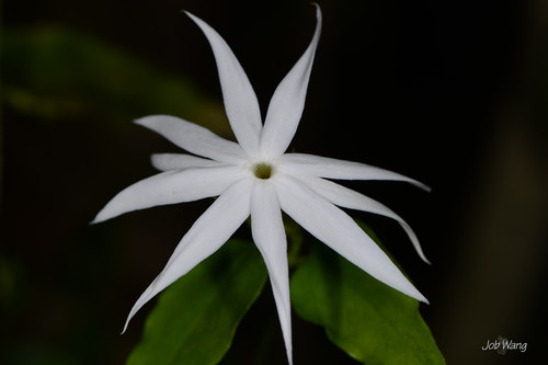 Jasminum nervosum iNat (3)