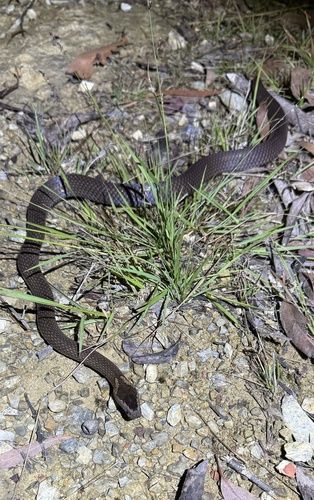 Golden-crowned Snake sighting
